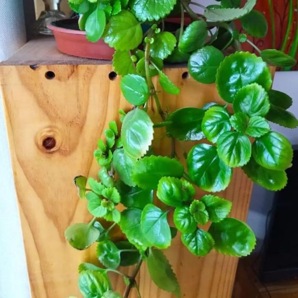 4 Green Swedish Ivy Plants Live House Plants, 4 to 6 Inc Tall Live Plant, Plectranthus Plant for Growing Outdoors Indoors