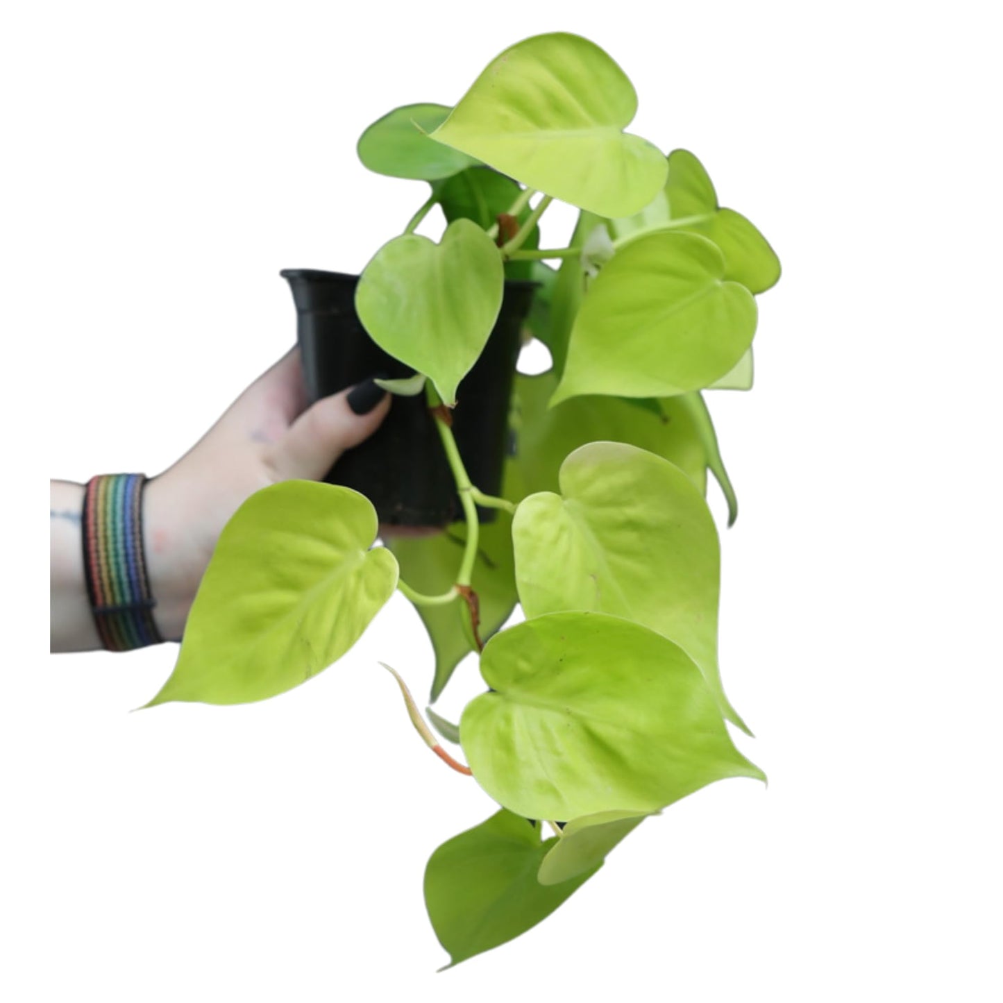 PLANTVERS Heartleaf Lemon Lime Philodendron in a 3" Nursery Pot - Philodendron Cordatum - Low Light Indoor Plants - Office Plant - Houseplant