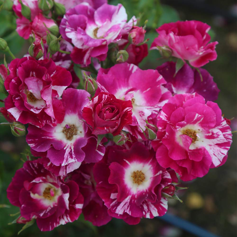 Heirloom Climbing Roses, Live Own Root Plant for Outdoor Garden, Purple Splash, Moderately Fragrant, Hardiness Zones 5-10, Repeat Blooming