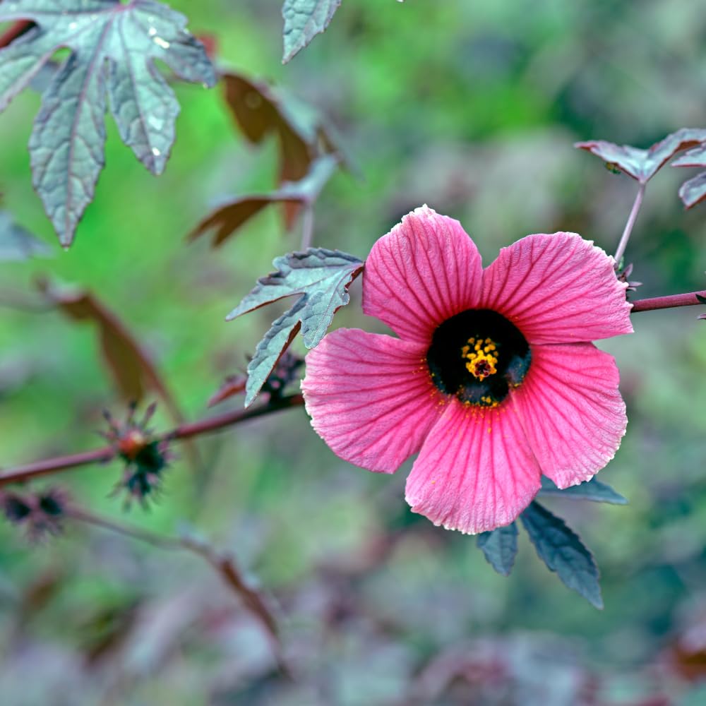 4 Cranberry Hibiscus Live Plants, 4-6” Tall, Tropical Hibiscus Flowers, Cranberry Plants Live