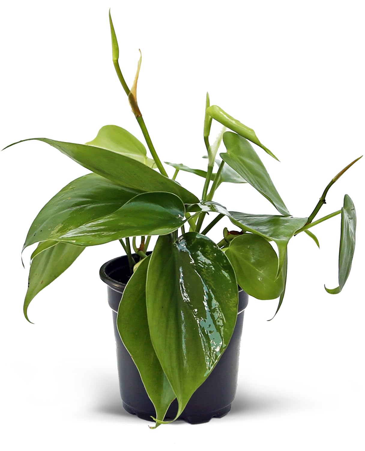 8 Pack Live Heartleaf Green Philodendron, Philodendron Hederaceum, Potted Houseplant, Gardening Gift, Birthday Gift, Sympathy Gift, Plant Lover Gift in 4" Pot