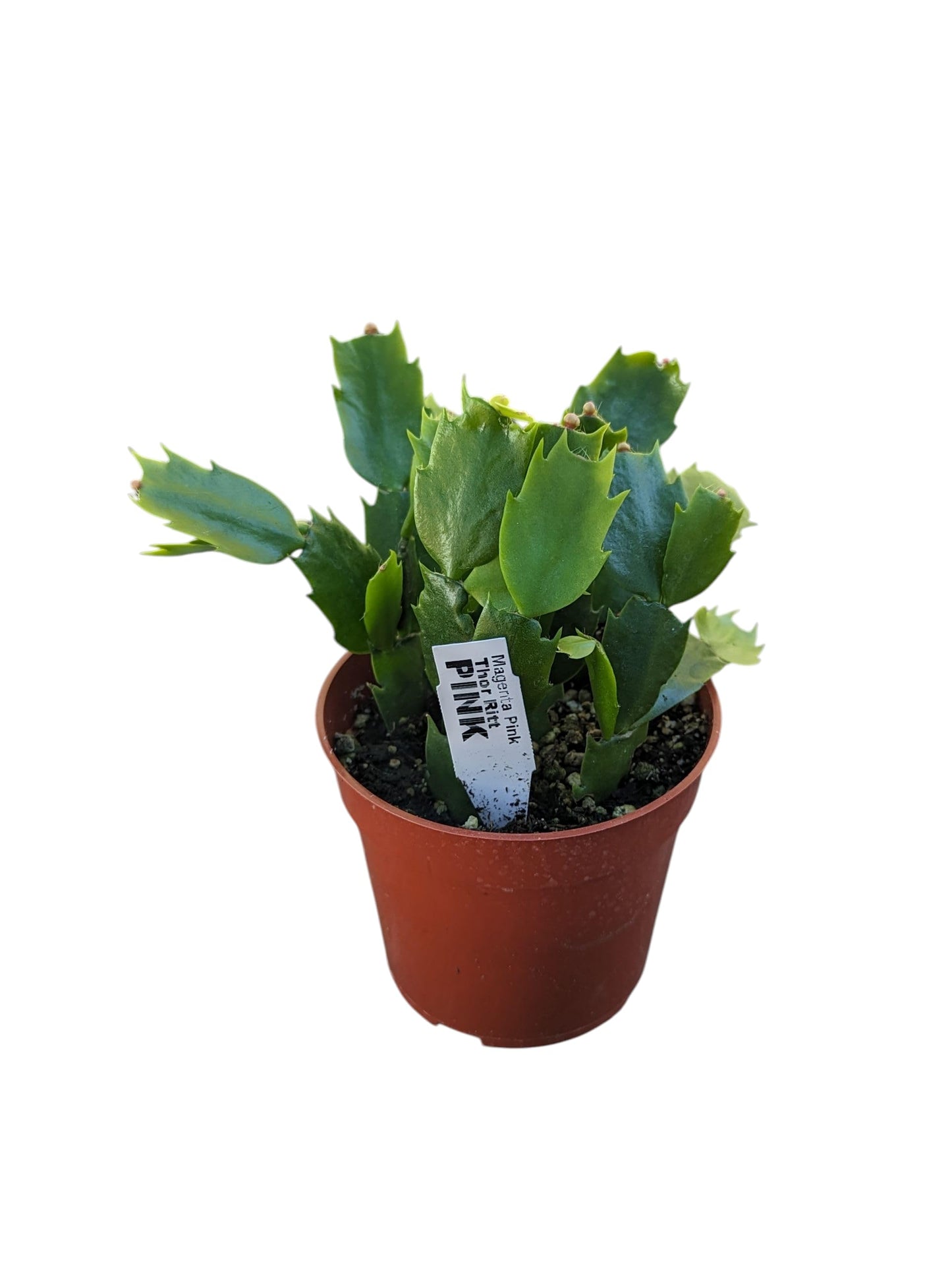Live Christmas Cactus Plant in 4 Inch Pot, Pink Blooming Holiday Succulent, Indoor Thanksgiving Decor