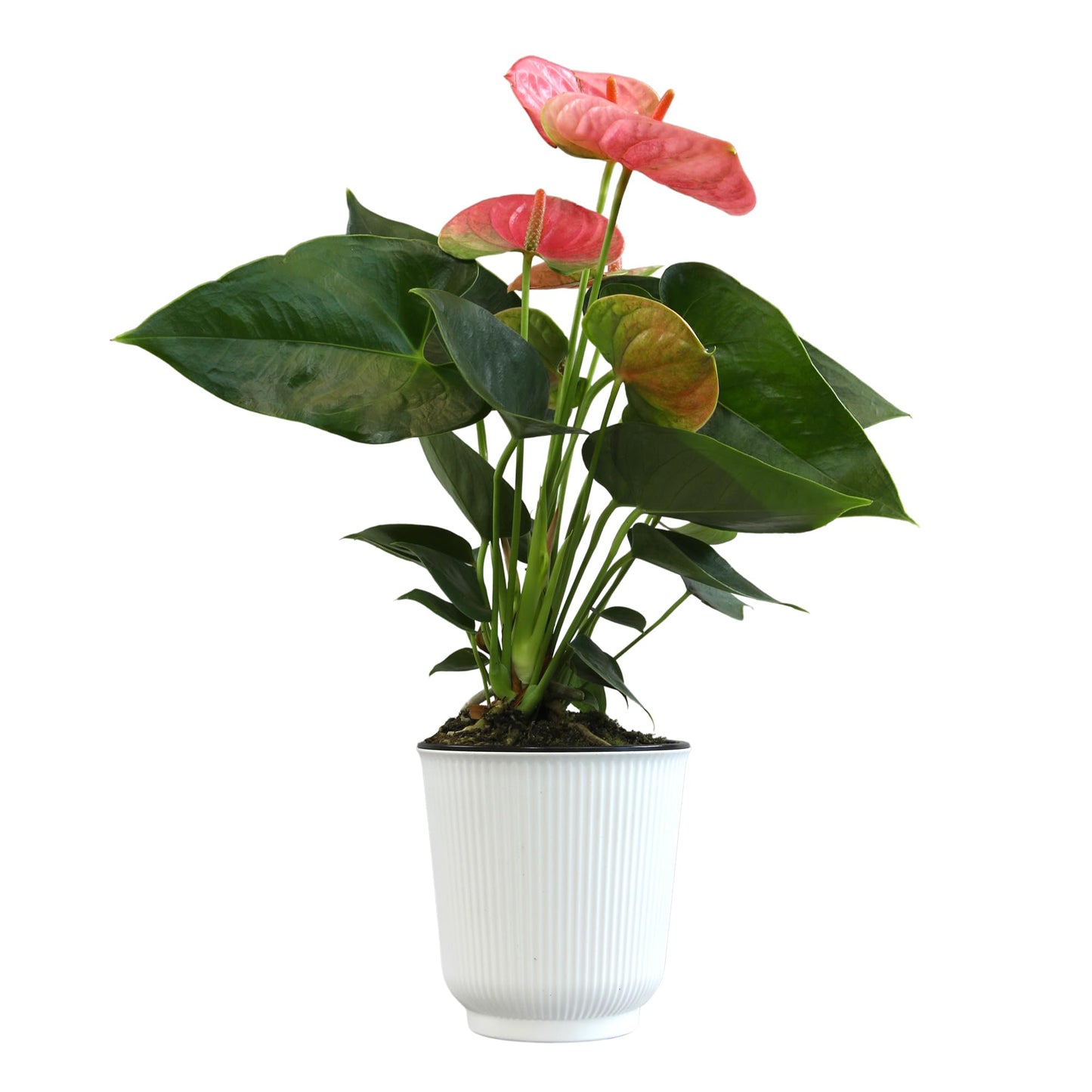 Pink Anthurium Live Plant Decor (Approx. 13-16" Tall), Real Flowers/House Plants in 4" White Plant Pot, Floral Office Plants, Air Purifying Plants & Cool Gifts for Plant Lovers by Plants for Pets