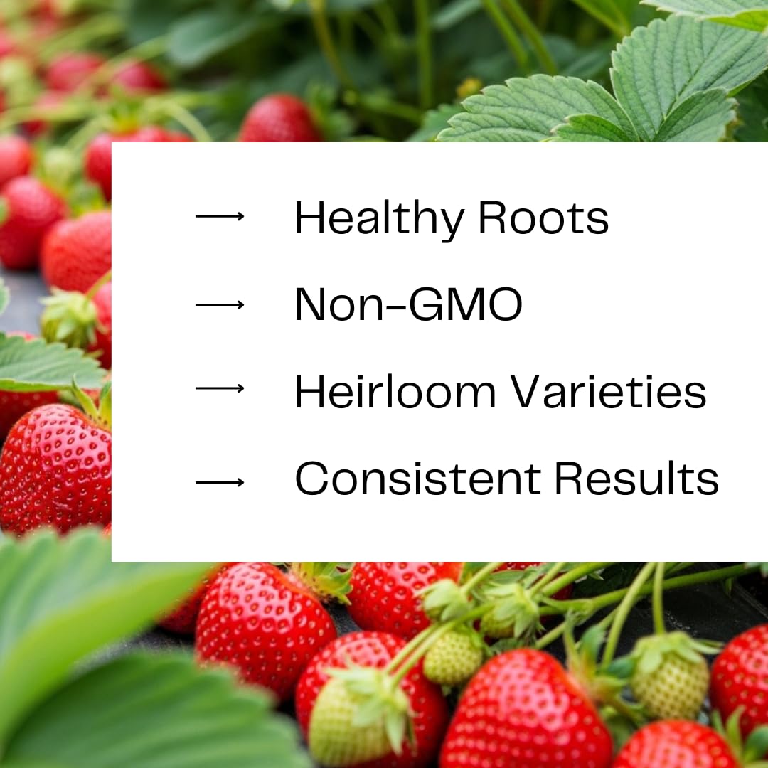 Ruby Giant Strawberry Plants – Extra Large Sweet Strawberries – High Yield Strawberry Runners – Big Fruit, Easy to Grow Plants for Home Gardens (15 Plants)