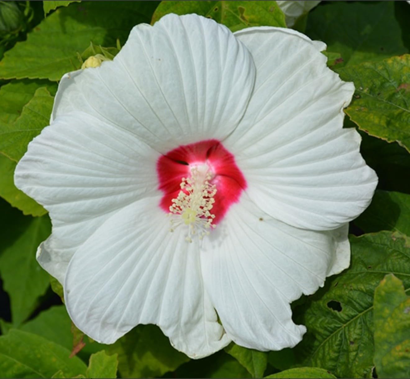 Live Plant - Luna White Hibiscus moscheutos-Small Rooted Starter Plant-Huge 8-10” Blooms