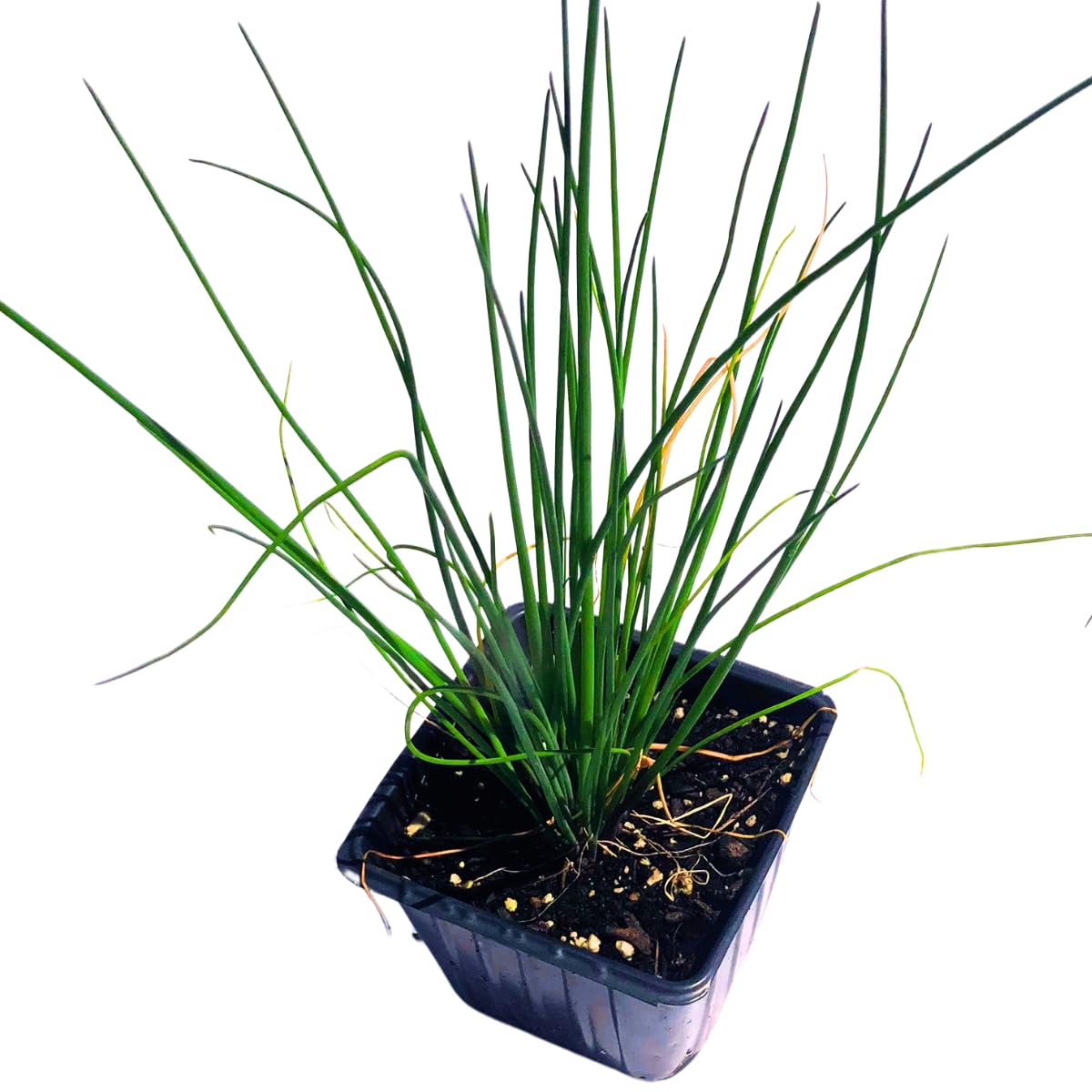 Smoke Camp Crafts Organic Chives Plant, (Allium schoenoprasum) 2.5-inch Pot - Kitchen Garden Herbs Live Plant