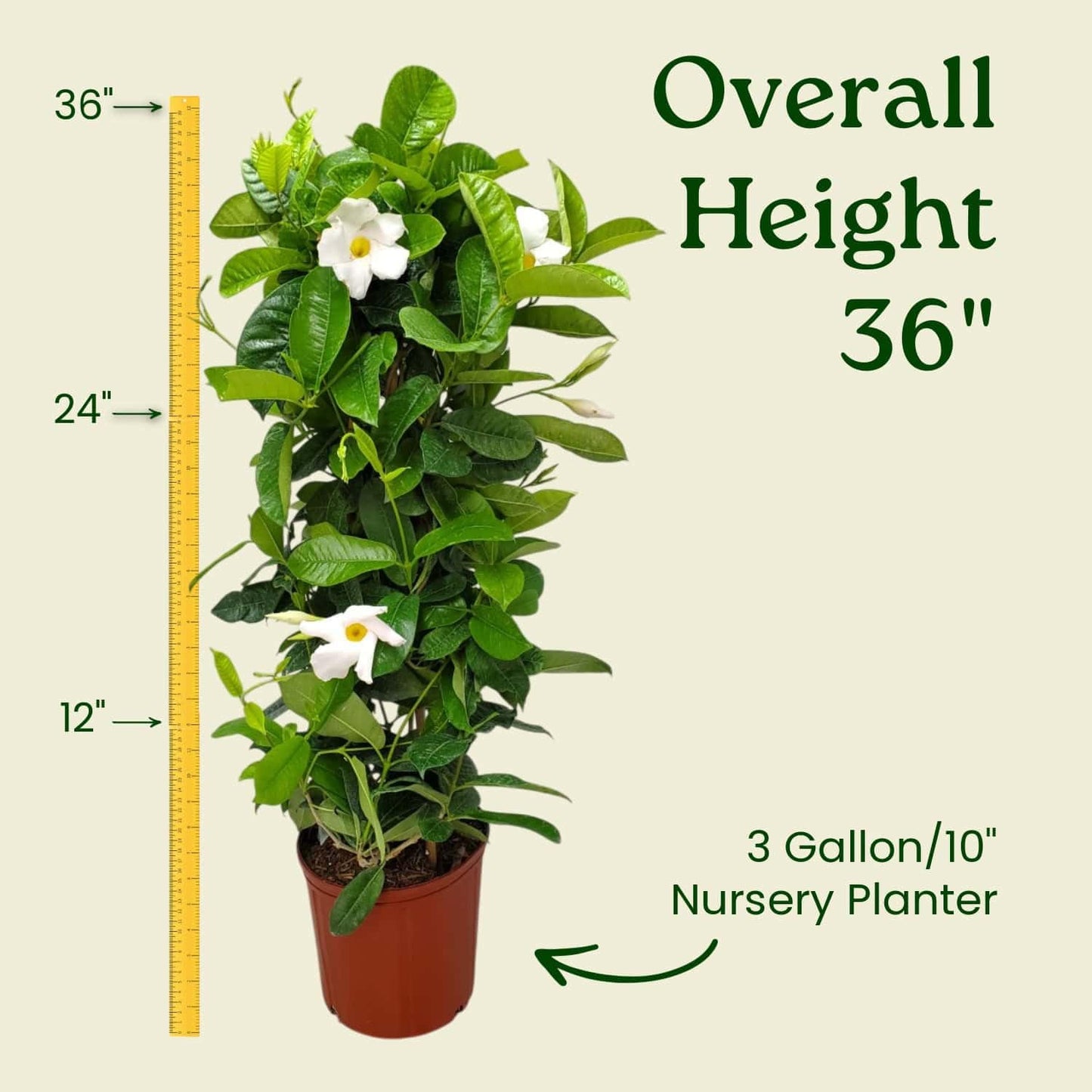 Live Mandevilla Vine Plant - Trellis - White Giant - Tropical Plants of Florida - Overall Height 36" (Plant Only)