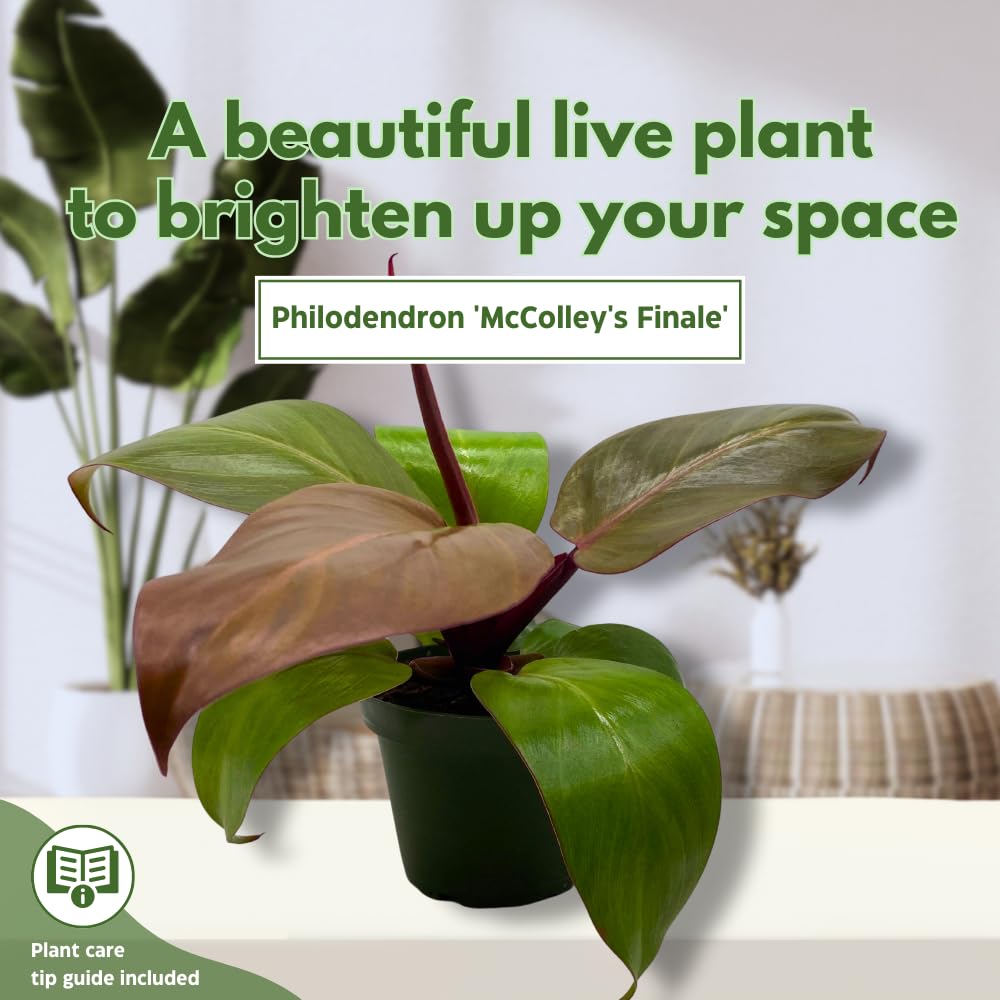 BubbleBlooms Philodendron McColley's Finale, 4 inch Bright Red Philo