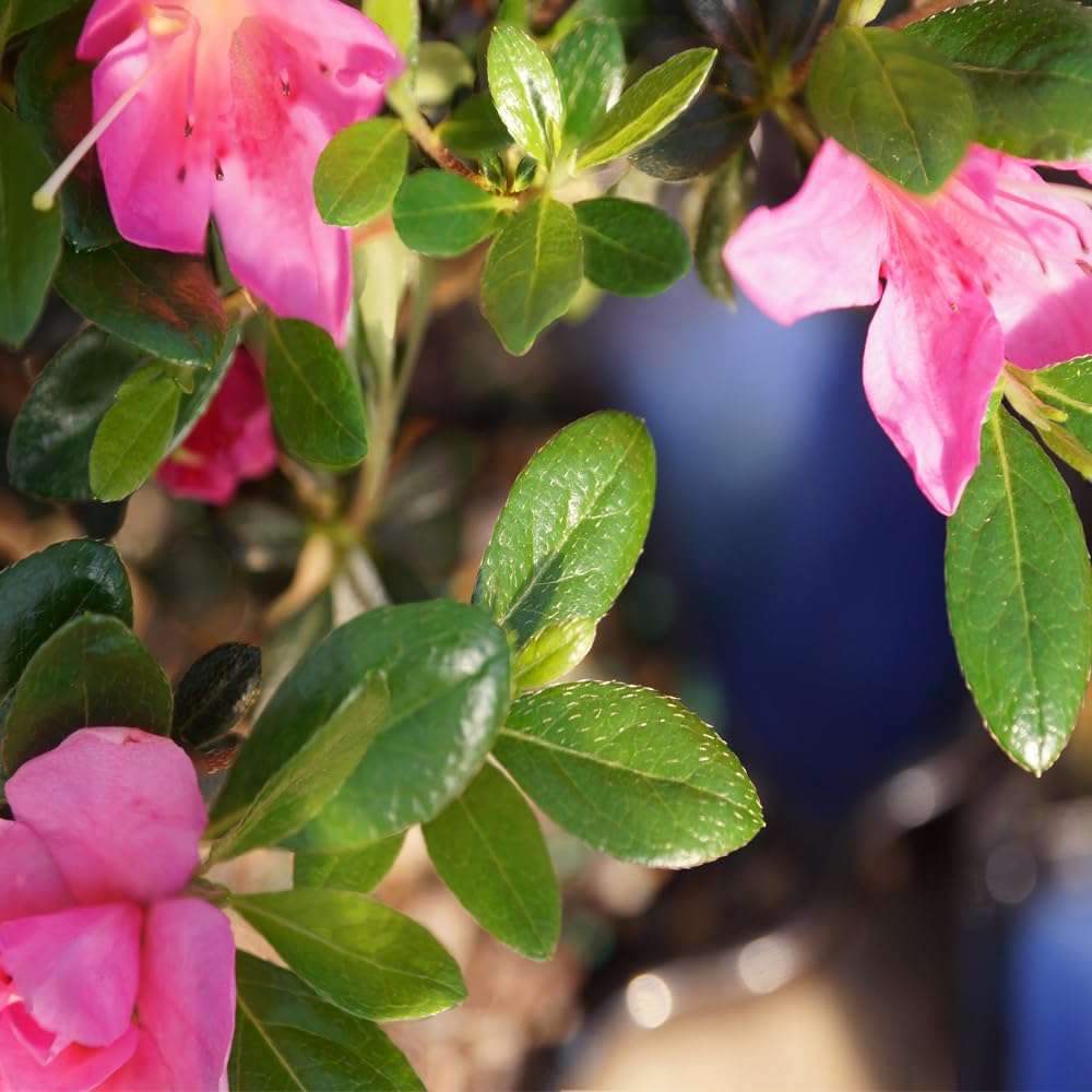 Brussel's Bonsai - Live Satsuki Azalea Bonsai Tree in Grower Pot, Outdoor Flowering Bonsai Tree Live Plant, 5 Years Old, 5-8 Inches Tall, Easy Care Plant for Patio Garden (Small)