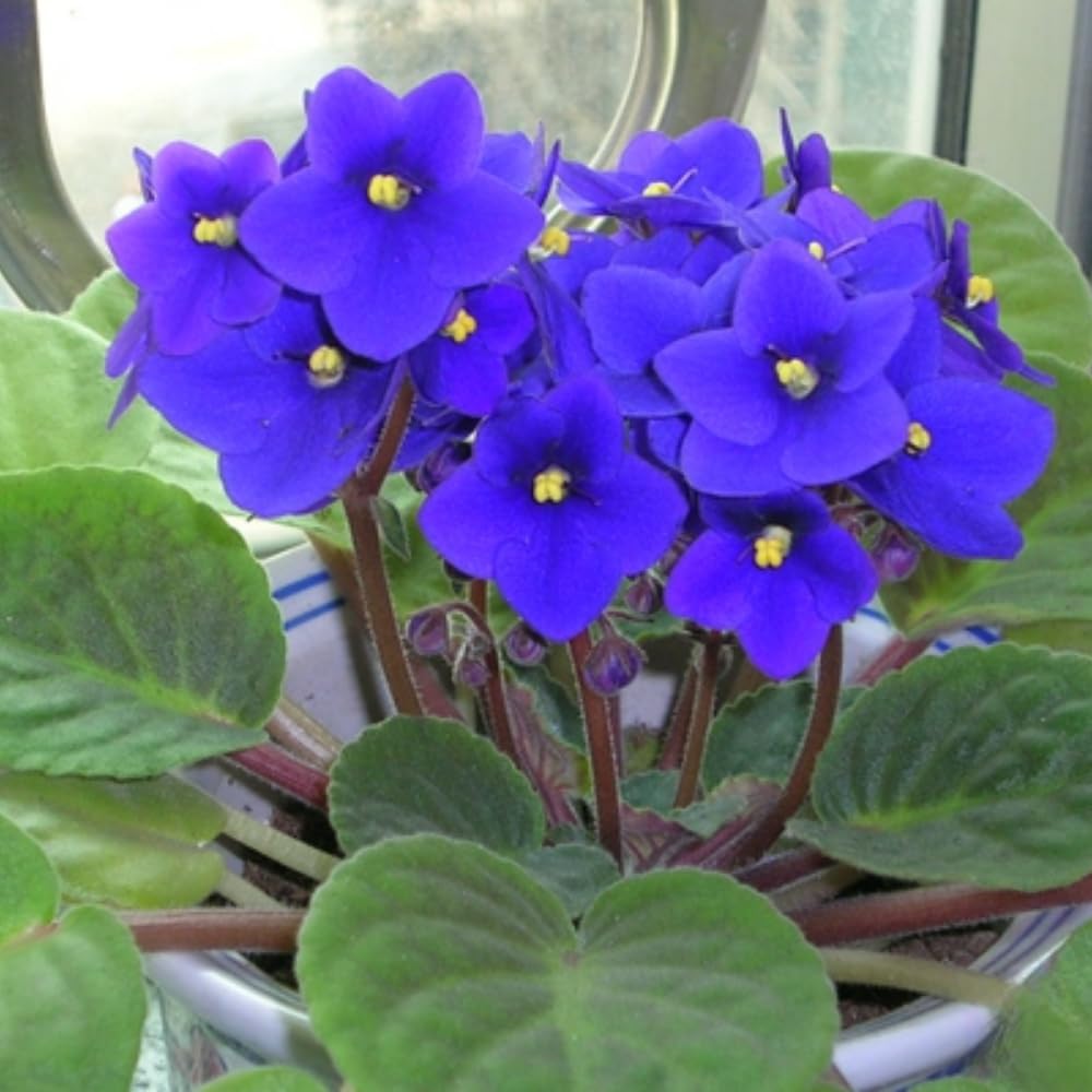African Violets Live Plants, African Violet Plant Live House Plants, 4 Inc Potted, 4 to 6 Inc Long (Blue)
