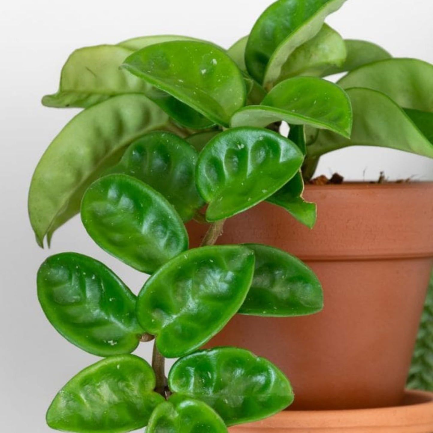 Hoya Plant, Hoya Live Plant, Rare Hoya House Plant Live 4 to 7 Inches Height, No Pot, Vine Hoya Plant