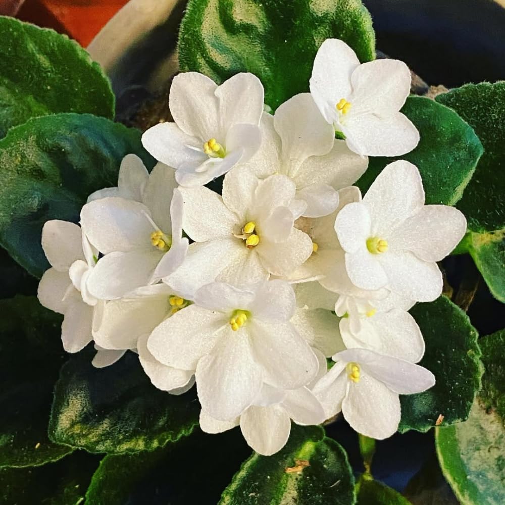 African Violet Live Plant in 4" Pot, White African Violets Plants Houseplant Well-Rooted, Indoor Outdoor Blooming, Holiday Flower Bush