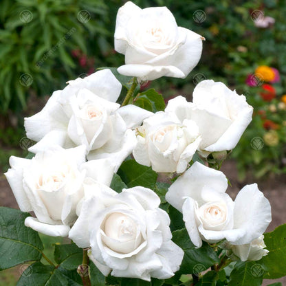Diamond Wedding Rose - 60th Wedding Anniversary - Help Celebrate a Special Couple's Diamond Anniversary with a Unique Living Plant Gift