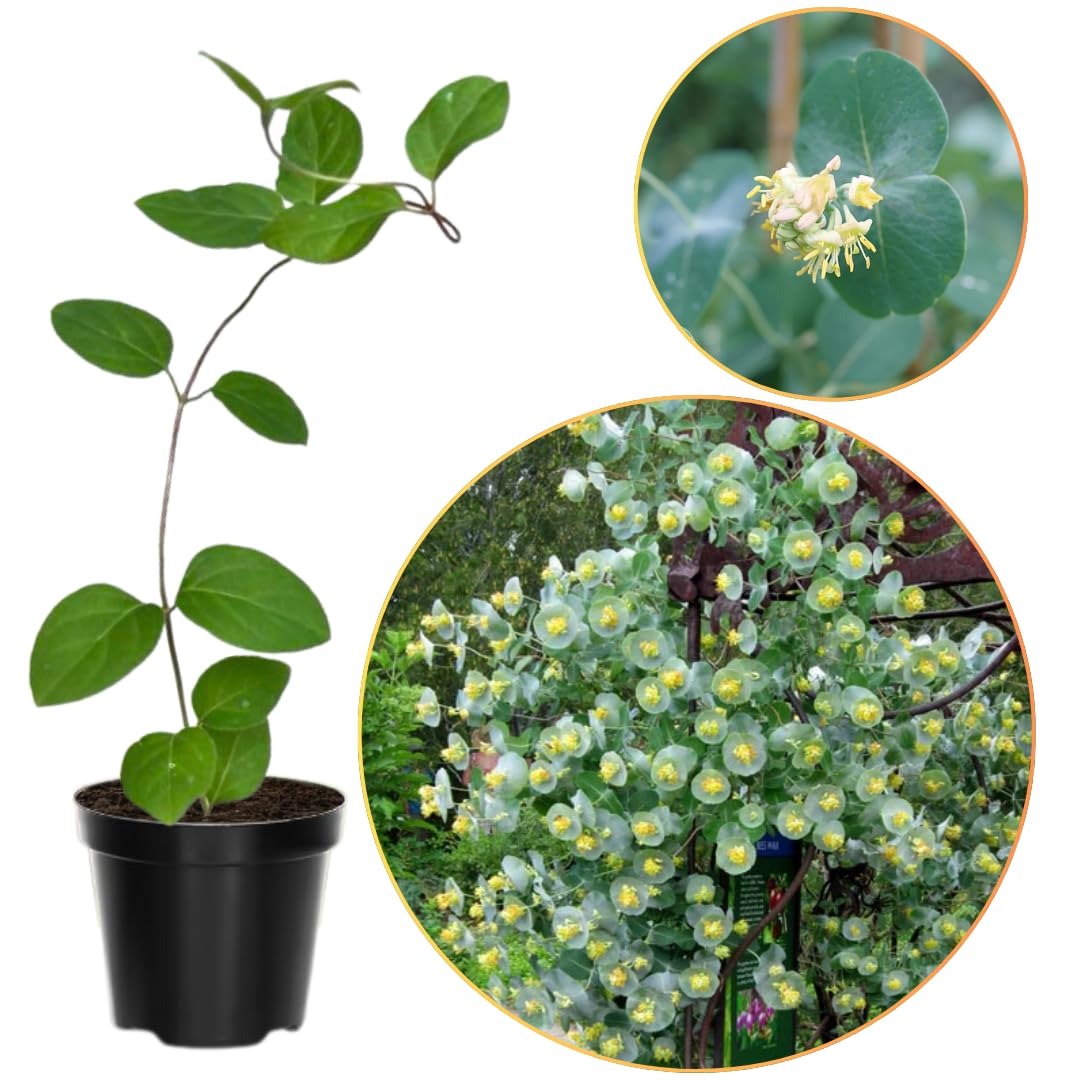 Ghost Climbing Honeysuckle Plant Live, Fragrant Honeysuckle Plants Vine Bushes in 2.5 Inch Pot