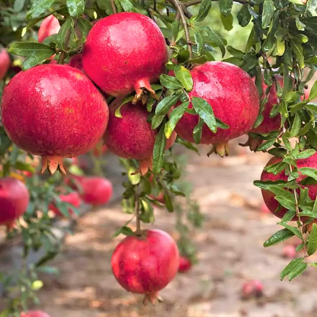 Pomegranate Tree Live Plant, Potted Pomegranate Plant, 6 to 10 Inch Tall, Pomegranate Fruit Tree, Pomegranate Plants Live, Pomegranate Bush, Red Pomegranate Tree, 1 Year-Old Plant