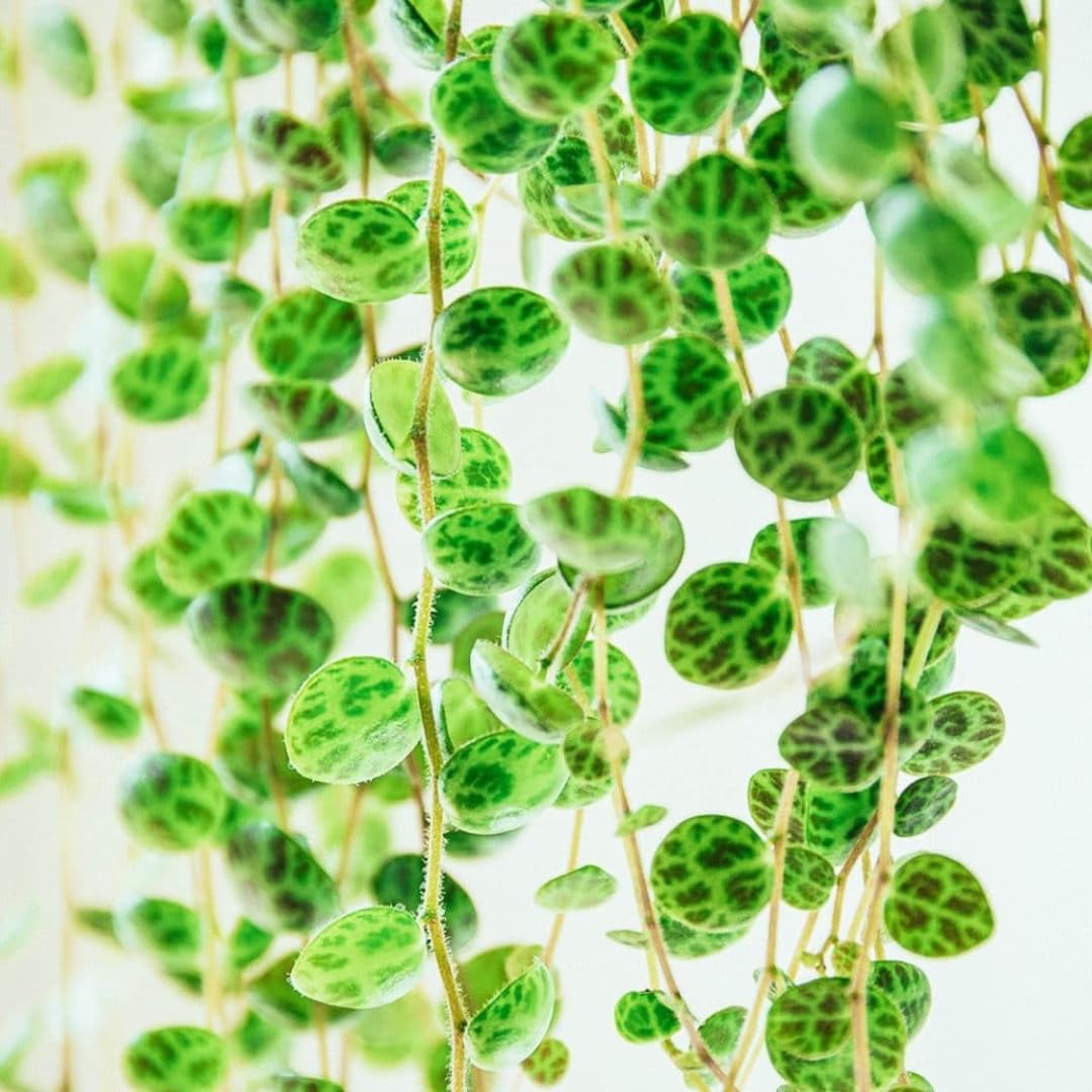 String of Turtles Live Plants, Easy Indoor Trailing Succulent in 2.5" Pot, Hanging Succulent Houseplant Indoor Outdoor Planting