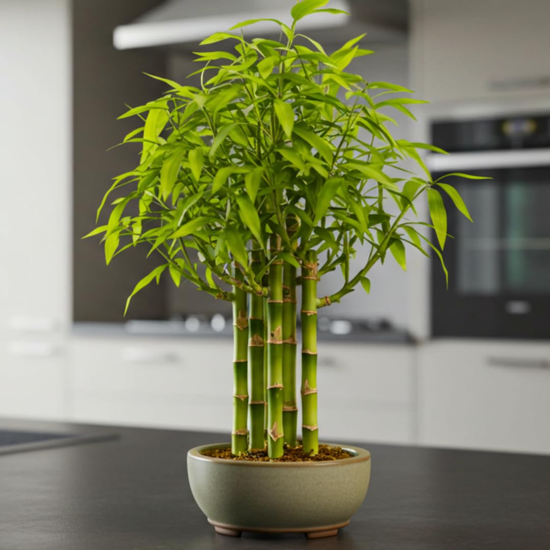 Beta Bucks John Bamboo Willow Bonsai Forest – 7 Willow Bonsai Cuttings for DIY Mini Tree Garden, Fast Rooting Live Plant Starts for Indoor Outdoor Planters, Zen Decor, Beginner Friendly Growing Kit