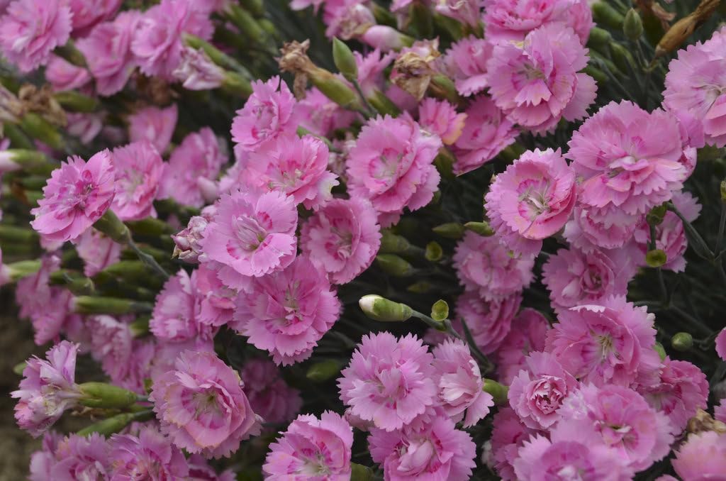 Live Plant from Green Promise Farms - Proven Winners, Dianthus Fruit Punch Sweetie Pie Pinks, Pink Flowers - #1 Gallon Size Container