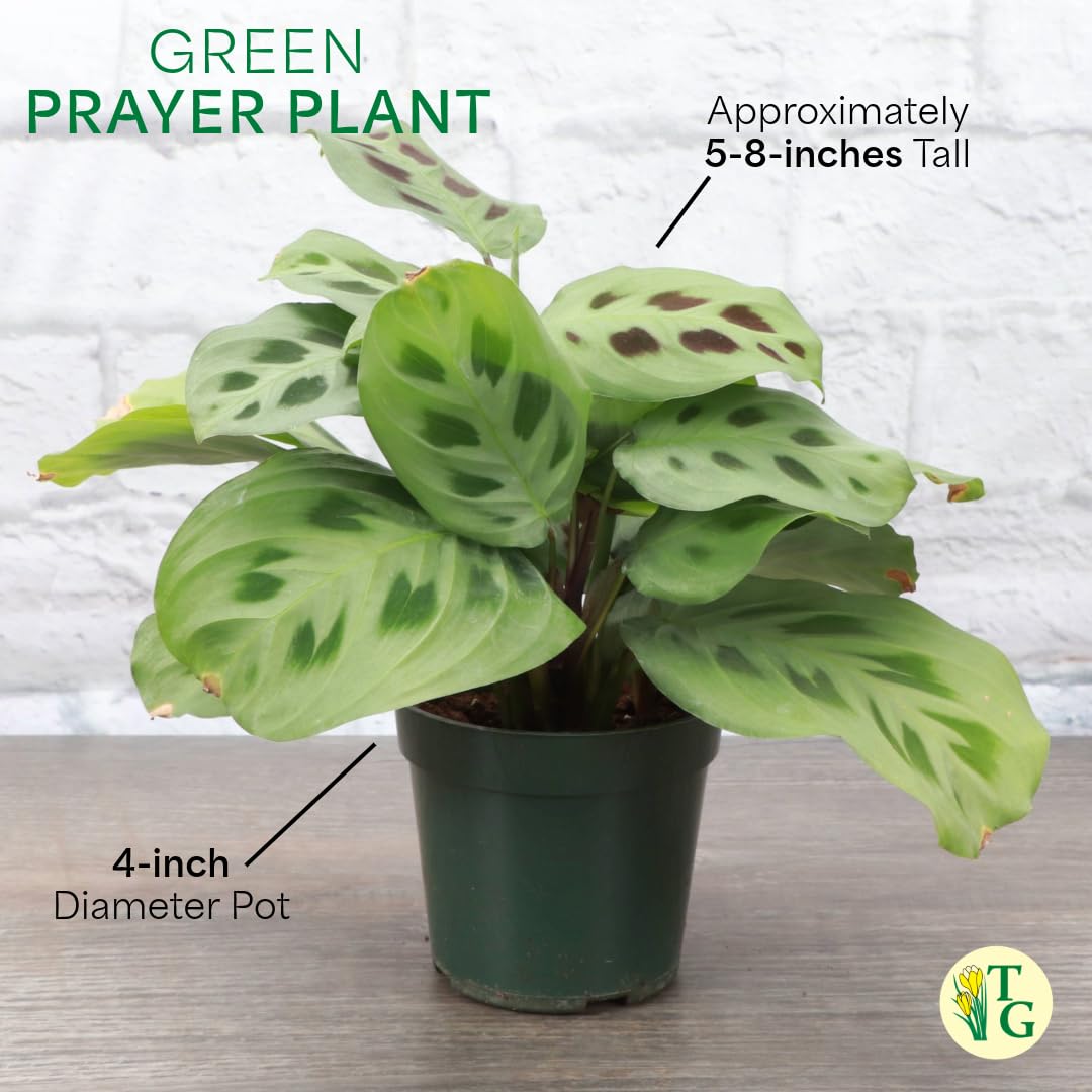Thorsen's Greenhouse Green Prayer Plant, Live Indoor Plant, Pet Friendly, Uncommon Houseplant, Green Maranta, Easy to Grow, 4" Diameter Pot (Nursery Pot)