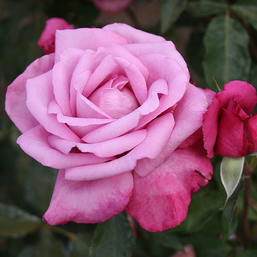 Heirloom Roses Grandiflora Rose Plant - Fragrant Plum Purple Rose Bush, Roses Live Plant for Planting Outdoors
