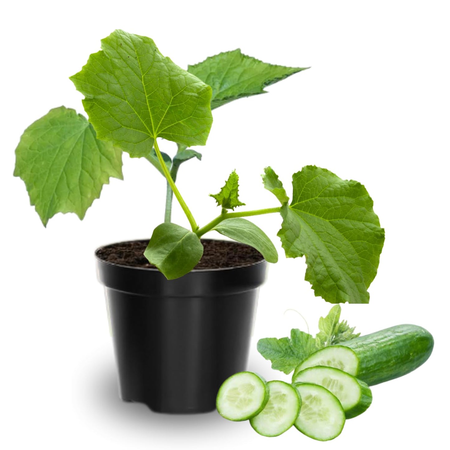 2 Cucumber Plants Live, Live Green Cucumber Plants, 3 to 5 Inches Tall, 4 Inches Pot, Cucumber Live Plants, Cucumber Starter Plants Growing Outdoor