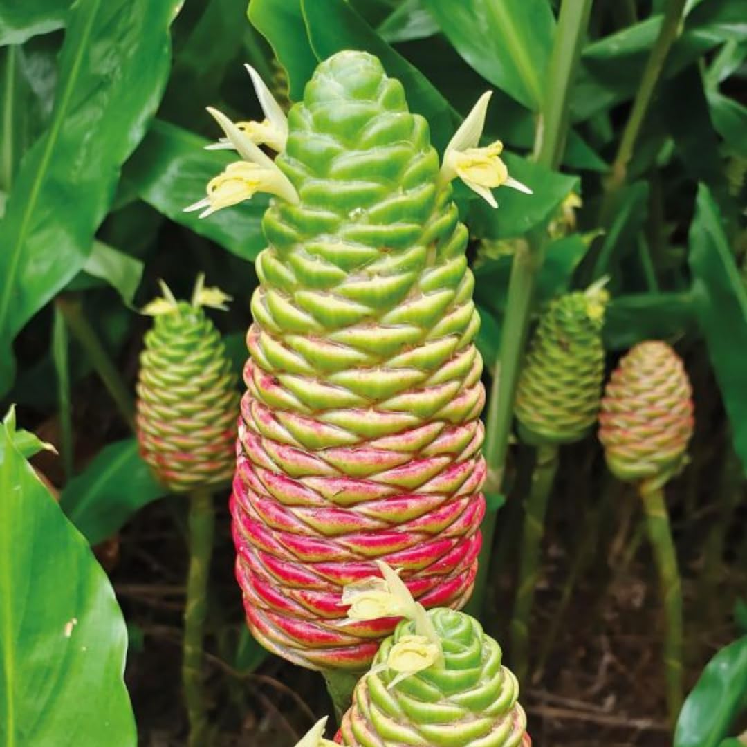Set 15 of Shampoo Ginger Rhizomes, Awapuhi Zingiber Zerumbet Ginger Rhizomes, Hawaiian Ginger Lily Roots for Gardening