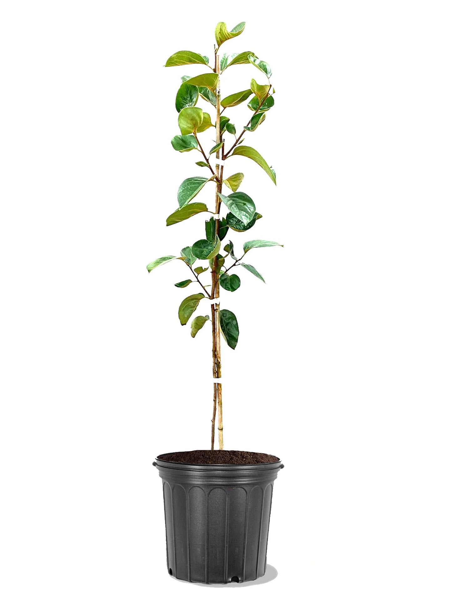 American Plant Exchange Fuyugaki Persimmon Tree, 5 Gallon Pot, 2-3ft Tall, Large Outdoor Landscape Garden Plant, Live Fruiting Plant, Non-Astringent Variety, Fresh Persimmons for Gourmet Recipes