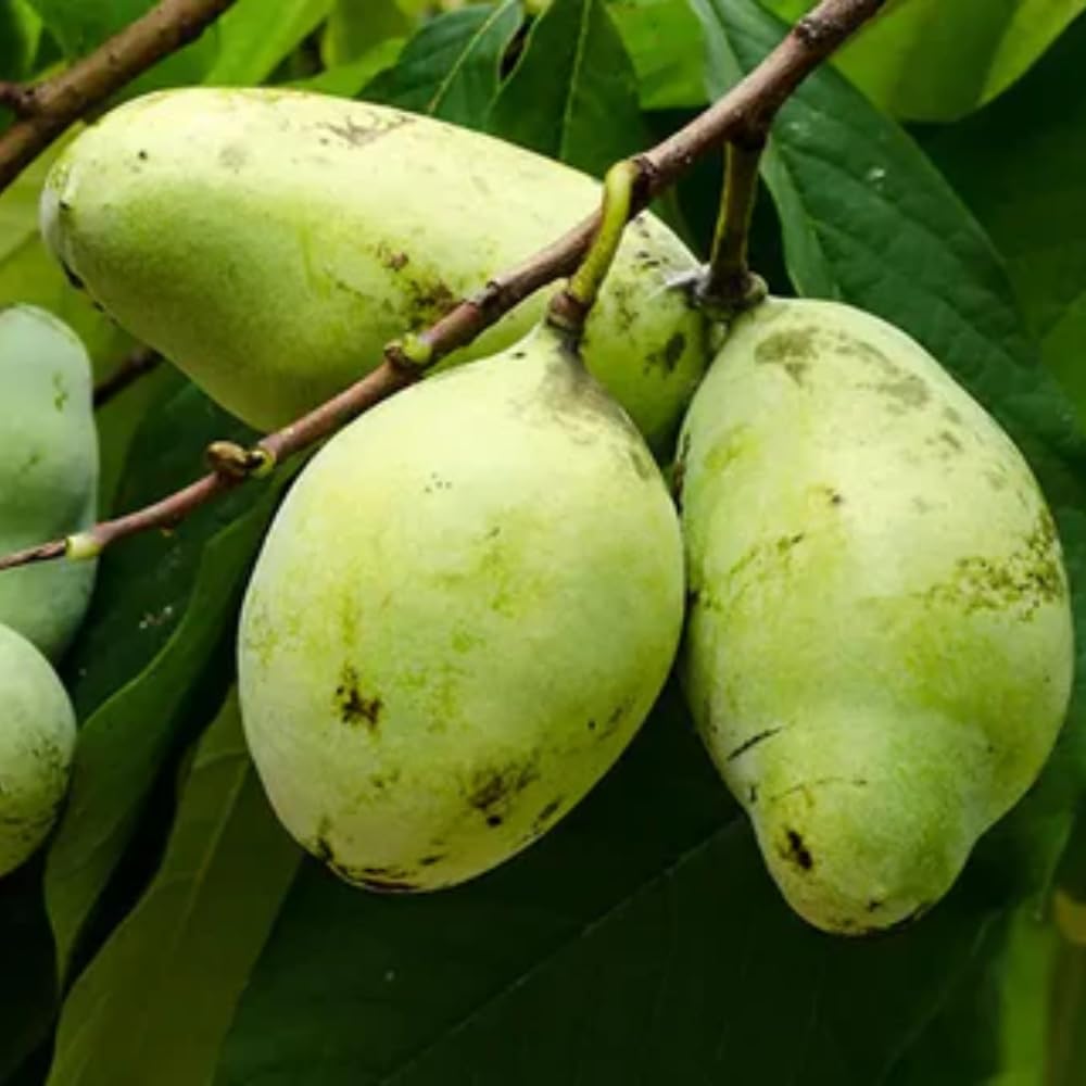 Live Pawpaw Tree 6-15 Inch Tall, Paw Paw Plant for Outdoor Planting, Quart Pot, Cold-Hardy Fruit Tree for Home Orchard