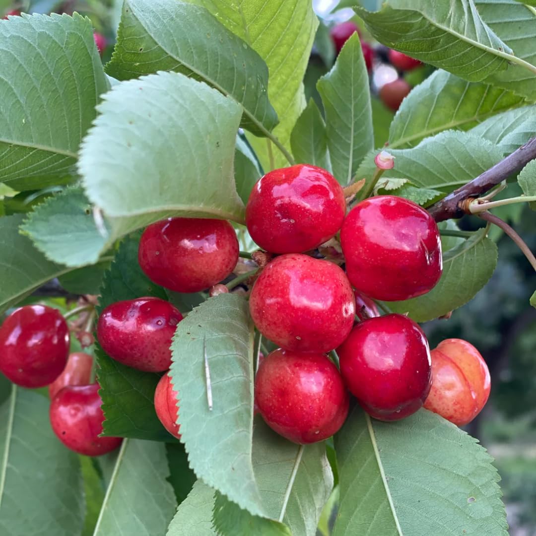 Barbados Cherry Trees Live Plant, 5-7" in Tall, Sweet Cherry Fruit Tree, Cherry Bush Live Plants, Bareroots, Cold Hardy