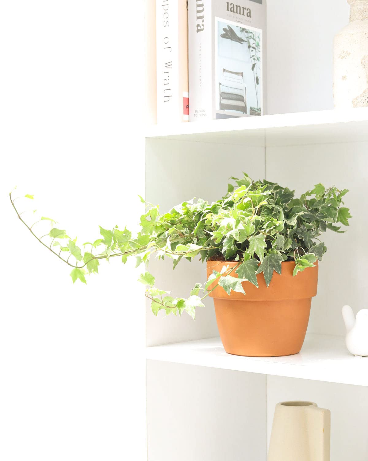 Golden English Ivy - Hedera Helix Kolibri (4" Grower Pot) - Eye-catching, Air-Purifying, Easy to Grow Houseplant - Best Trailing Houseplant for Home and Office Decoration
