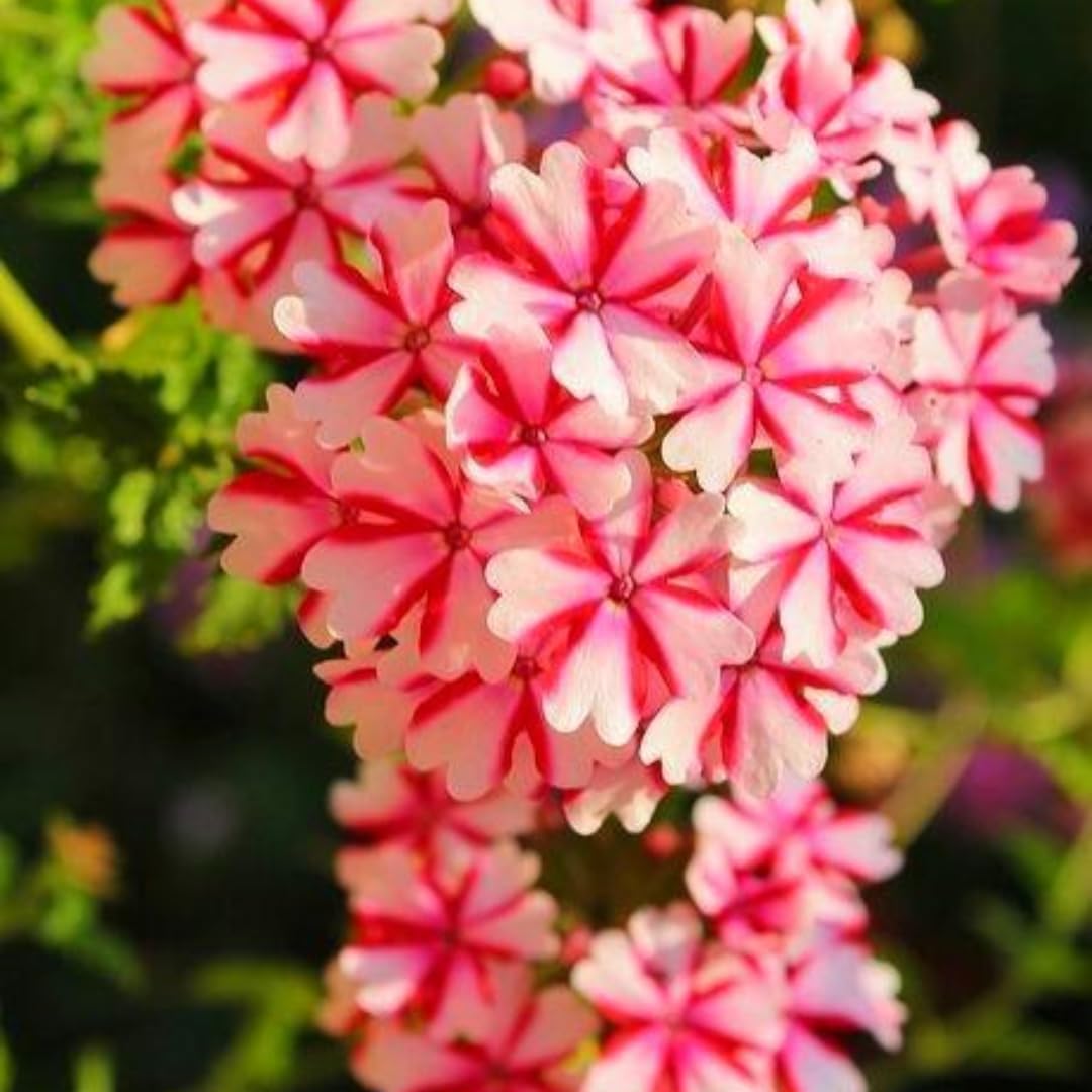 Pack 3 Random Verbena Plants Live Perennial Ground Cover, No Pot, 1-3" in Tall, Can Grow As Trailing Bushes, Spring Flowers