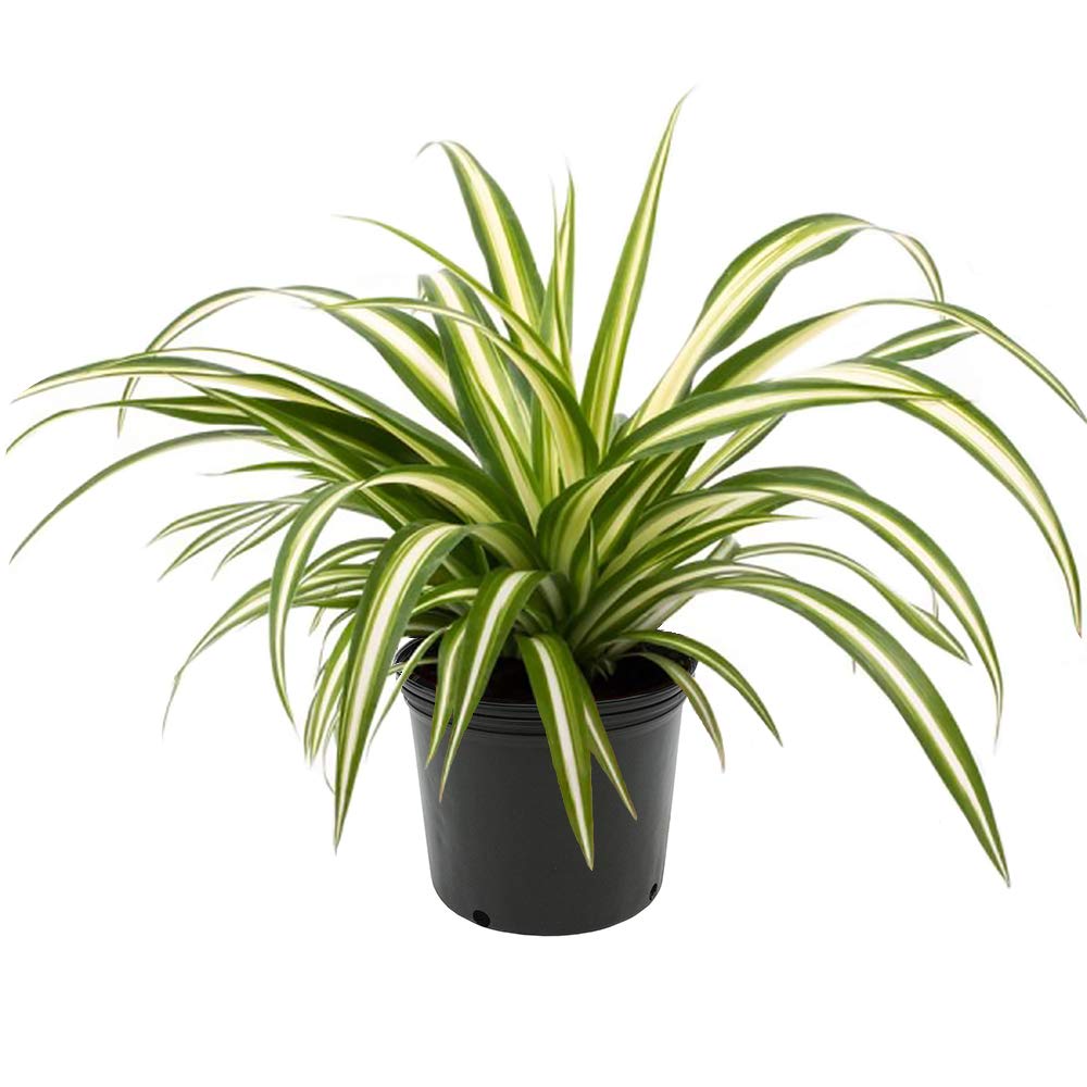 American Plant Exchange Spider Plant – 6-Inch Pot – Live Easy Care Indoor Houseplant, Air-Purifying, Pet-Friendly, Fast-Growing Trailing Plant for Home, Office & Hanging Basket Décor