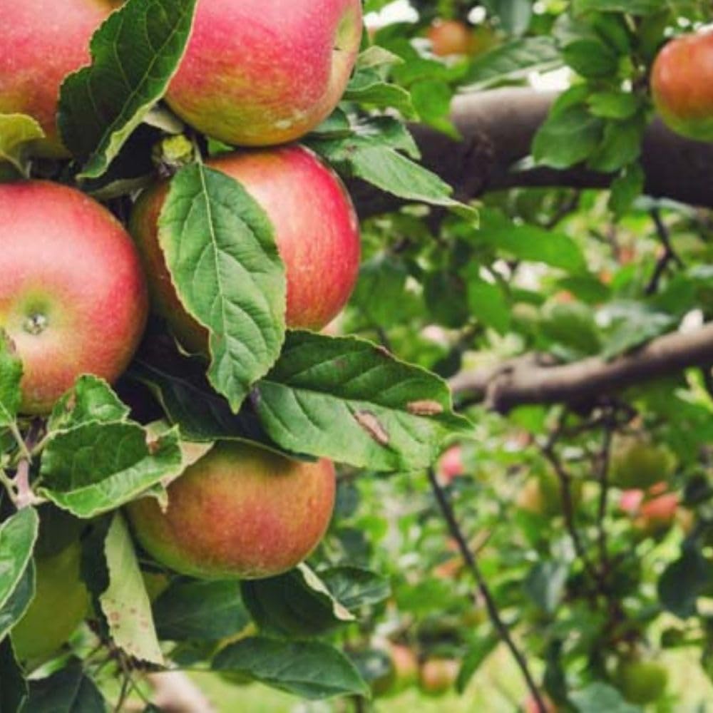 Honey Crisp Live Apple Tree, Red-Yellow Color, Sweet Tart Flavor, 1 gal Nursery Pot 2-3 ft. Tree Height (Due to Agricultural Laws, we Cannot Ship to CA, AZ, AK, or HI)