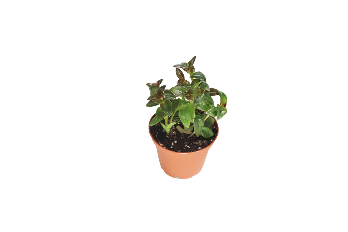 Black Goldfish Plant-2'' from California Tropicals