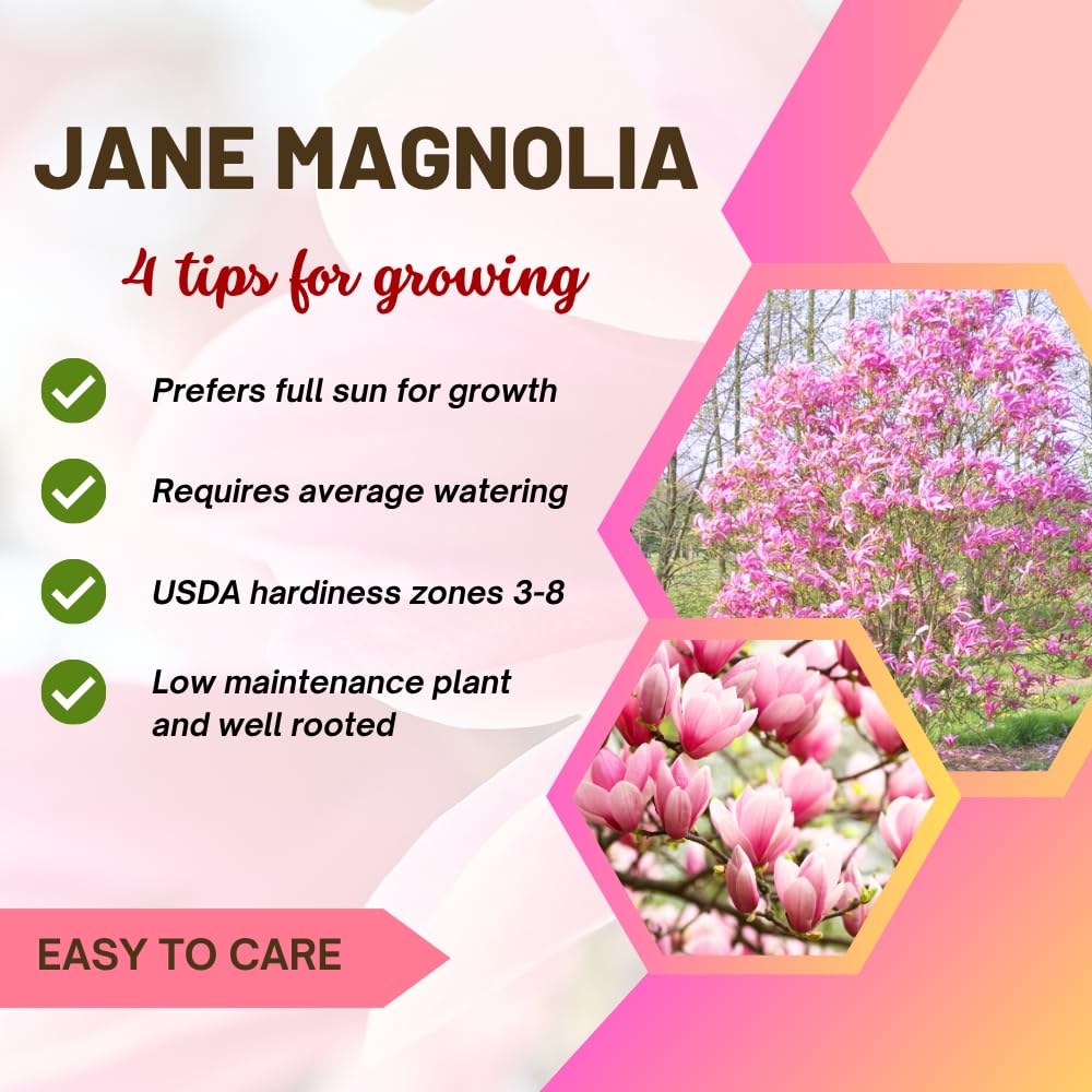 Magnolia Tree Live, Cold Hardy Jane Magnolia Live Plant, Vibrant Pink Flowering Tree for Outdoor Landscaping, 3 Gallon Pot, 2 to 3 Feet Tall, No Ship to CA