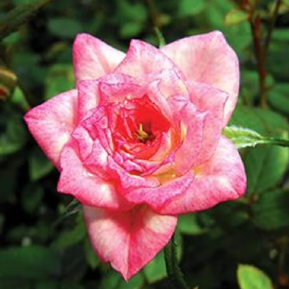 Ornamental Rose Live Plant, Everblooming Roses Flowers, in Pot, Indoor Outdoor Home Garden (Pink Miniature Rose)