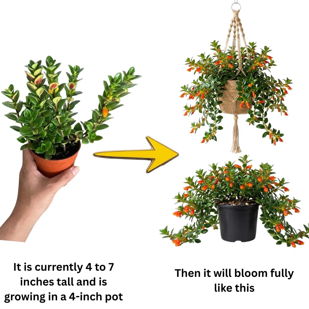 Trailing Goldfish Plant, Goldfish Plants Live Houseplants in 4 Inches Pot, Bright Blooms Flowers for Hanging Basket, Rare Indoor Succulents, 4 to 7 Inches Tall