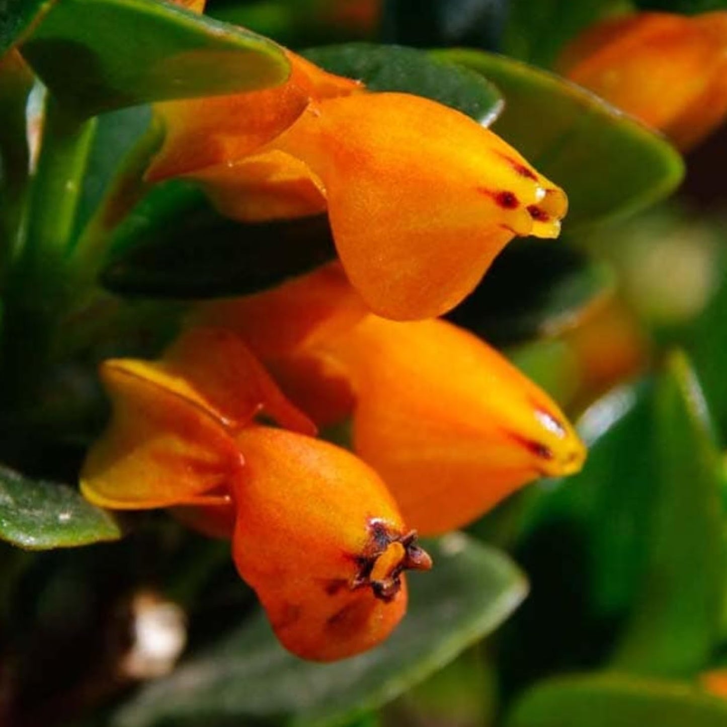 Goldenfish Plant for Planting in 4-Inch Pot | Vibrant Trailing Goldfish Live with Orange Blooms | Perfect for Indoor Displays | Unique Gift for Plant Enthusiasts