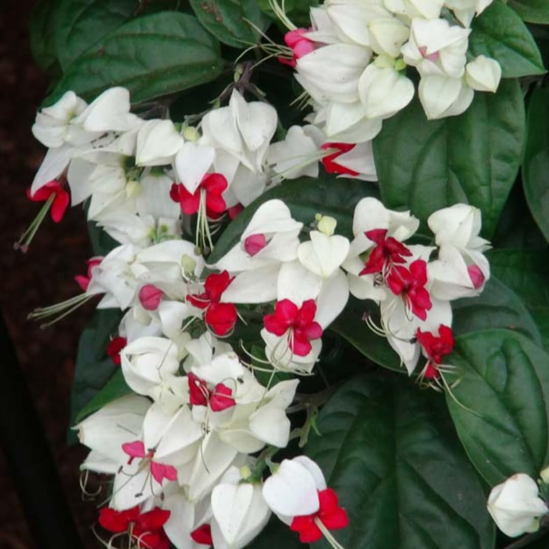 3 Live Bleeding Heart Plants | 4 to 5 Inch Tall | Clerodendrum Plant with White Blossoms | for Trellises, Patios, or Balconies
