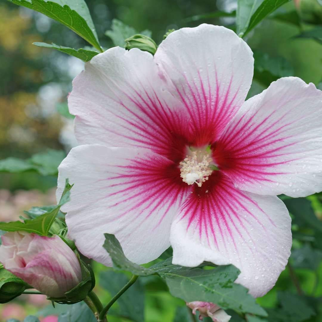 Paraplu Pink Ink® Hibiscus - Rose of Sharon - Proven Winners - 4" Pot