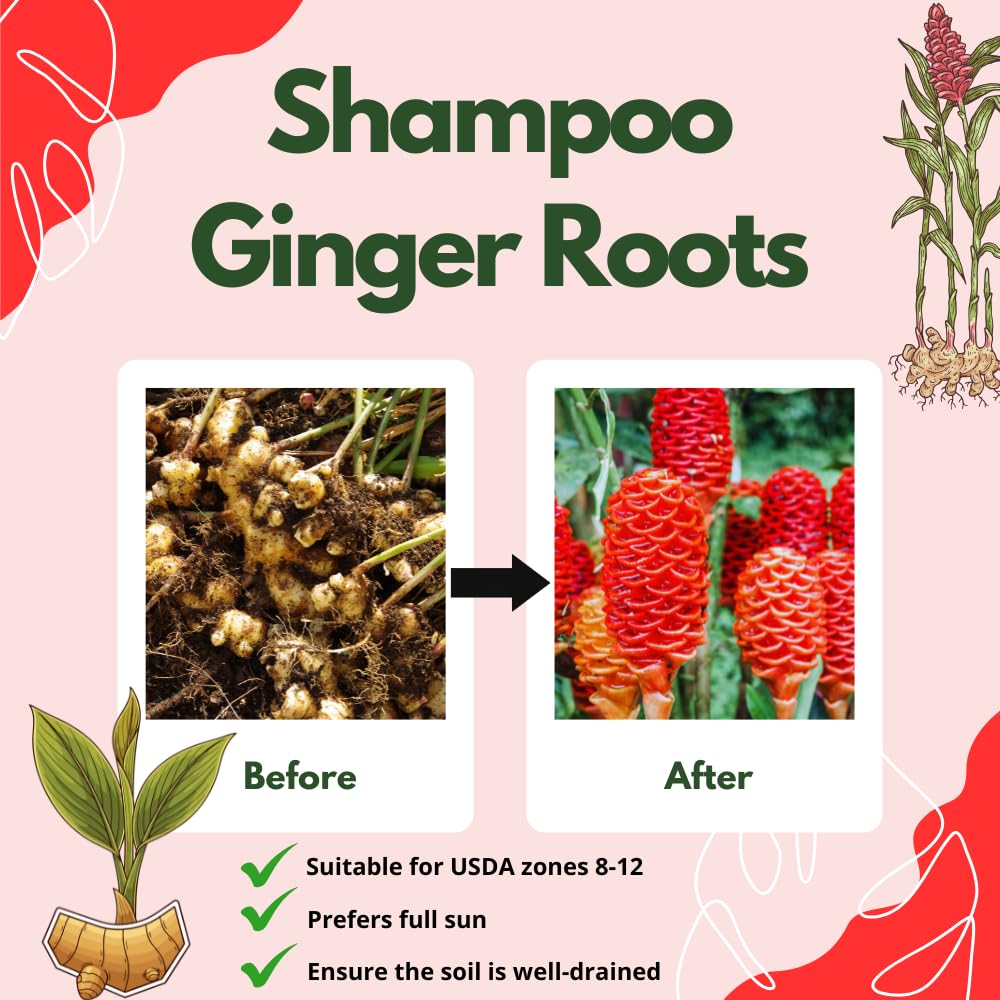 Set 5 Shampoo Ginger Roots, Awapuhi Zingiber Zerumbet Rhizomes, Pinecone Ginger Lily Flowers for Outdoor Growing