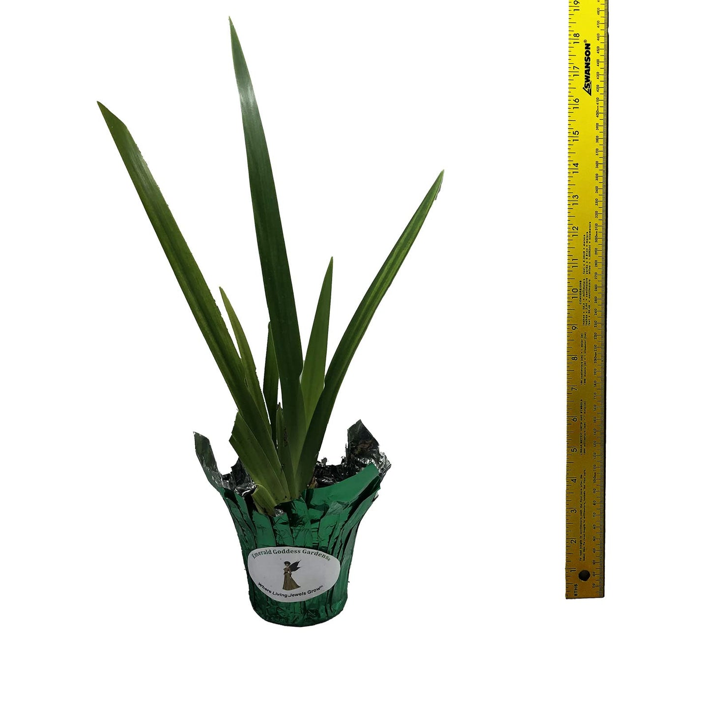 Walking Apostle Iris - Neomarica gracilis - Live Plant - Bog Shade - Fragrant White Blue Bloom - Emerald Goddess Gardens - Starter Sz 4 Inch Pot