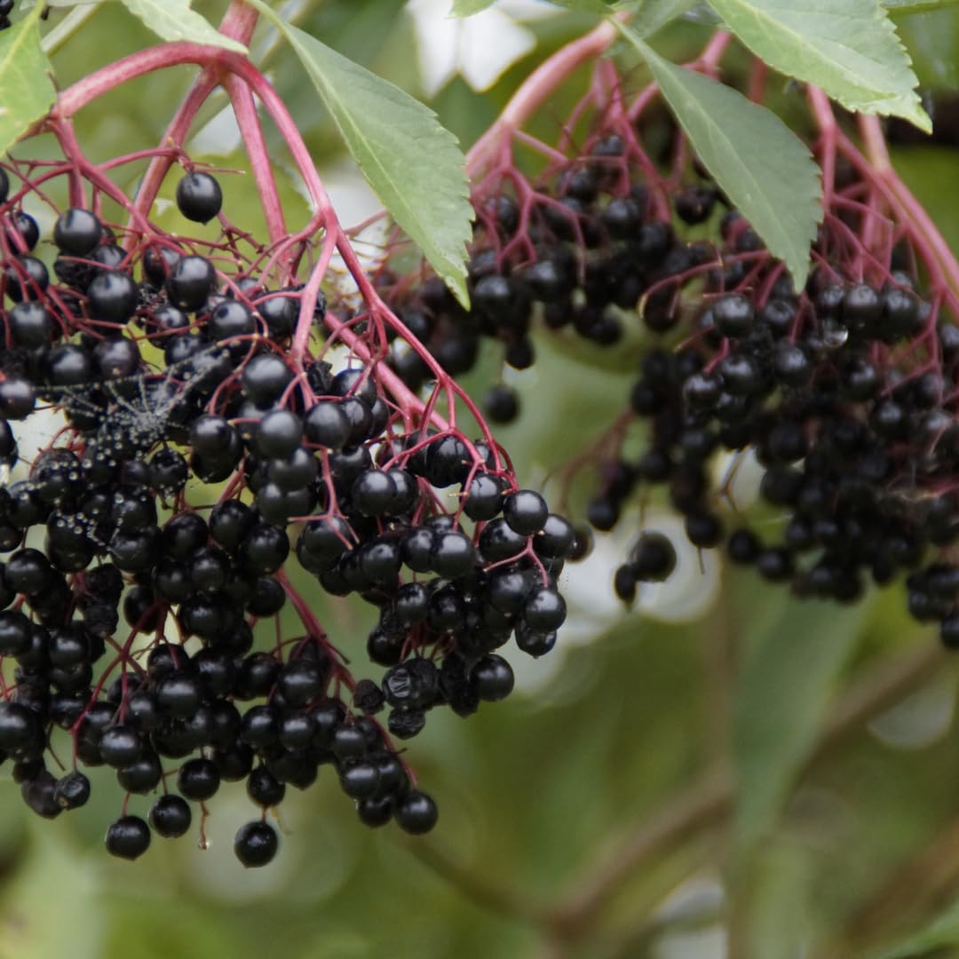 Elderberry Plant Live, Sweet Elderberry Plants, Perennial Fruiting Shrub, 6 to 10 Inches Tall, Ready to Grow