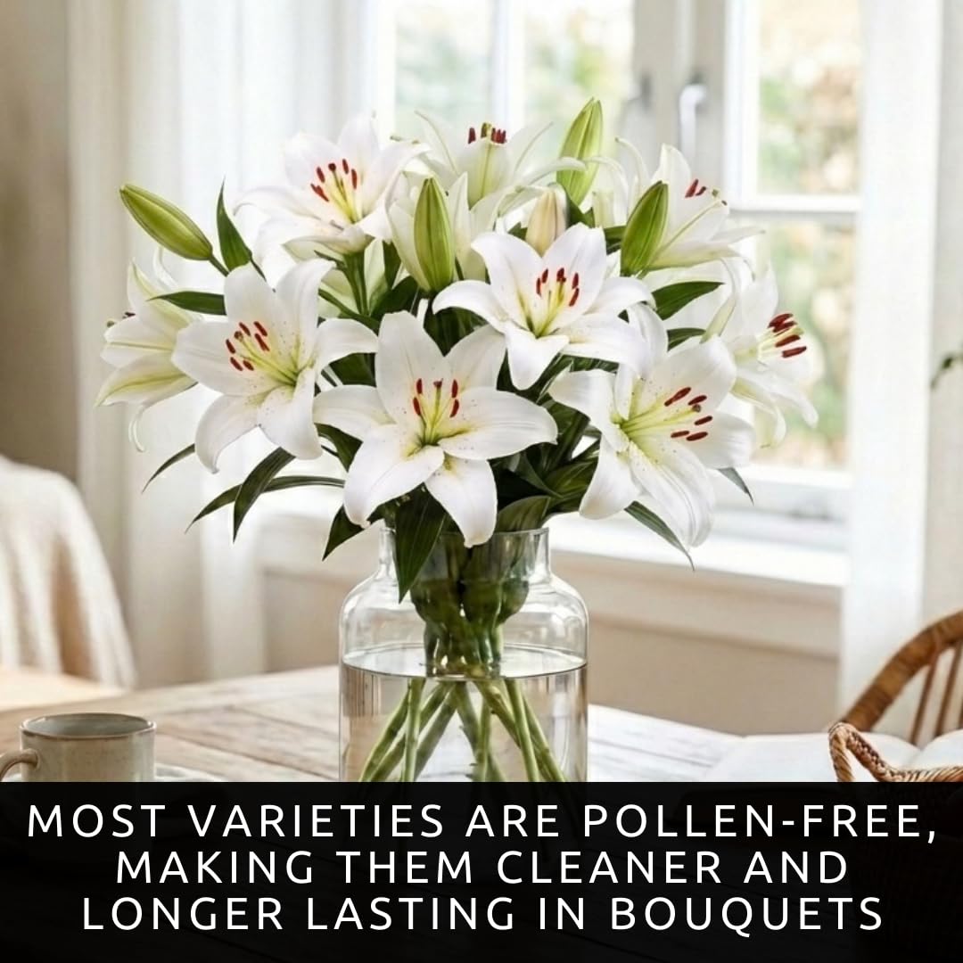 White Oriental Lily Bulbs for Planting - Unique Ruffled Leaves Perennial Lilium Bulbs - Grow Your Own Wedding Flowers (3 Bulbs)
