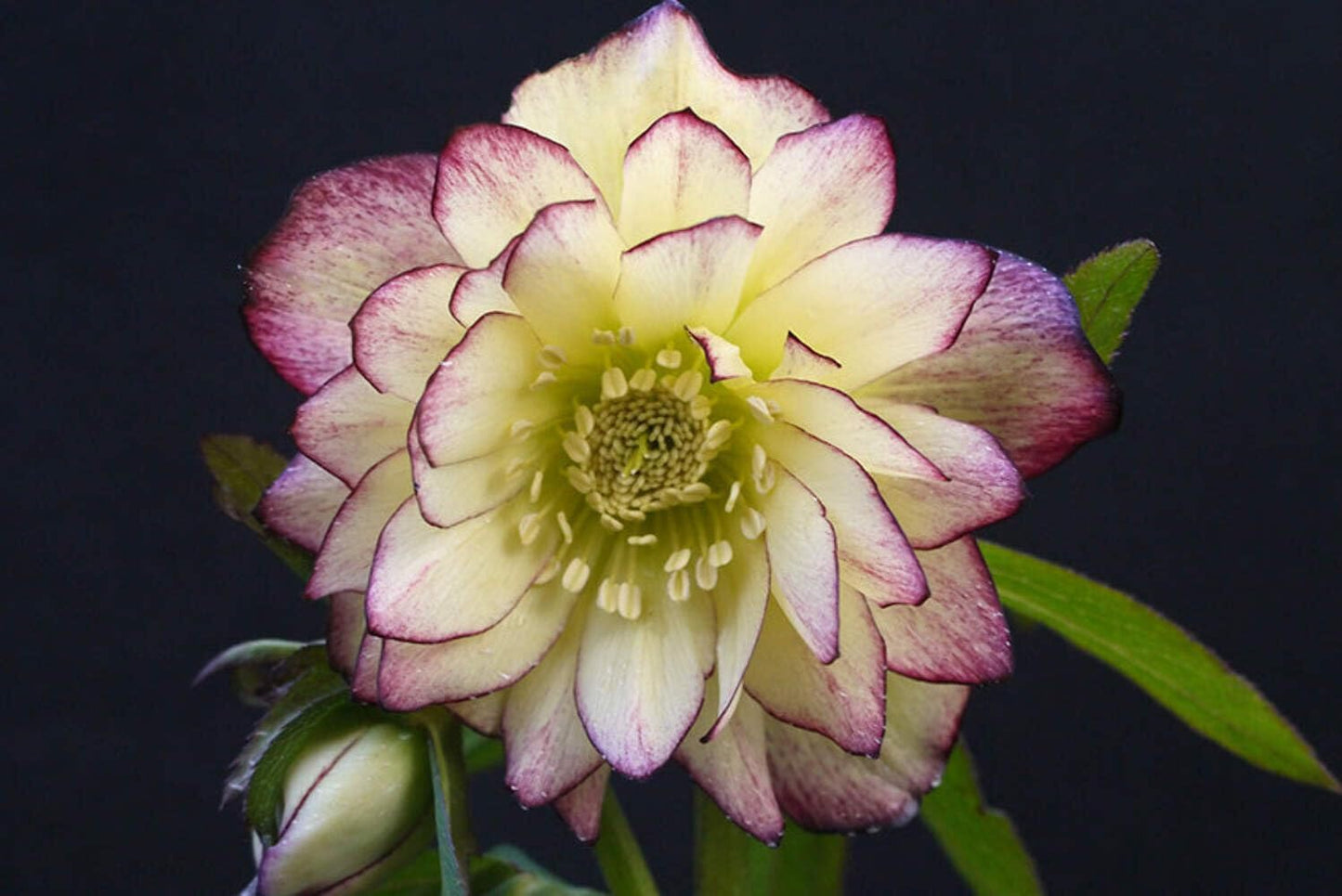 Perennial Farm Marketplace Helleborus x Hybridus Winter Jewels® ‘Rose Quartz’ (Lenten Rose) – Live Plant, Size-Quart, Spring Blooming, Shade-Loving, Deer Resistant