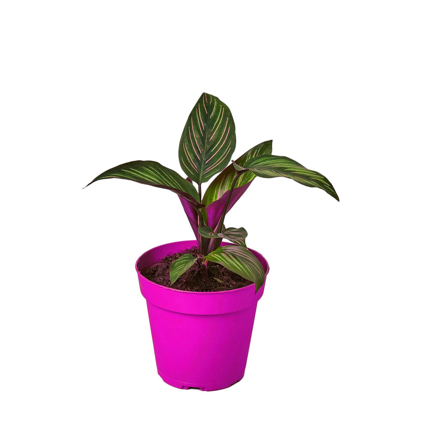 Calathea 'Beauty Star' in 4in Pot - Live Plants Tropical Houseplants | Variegated | USA Growers | The Snobby Leaf