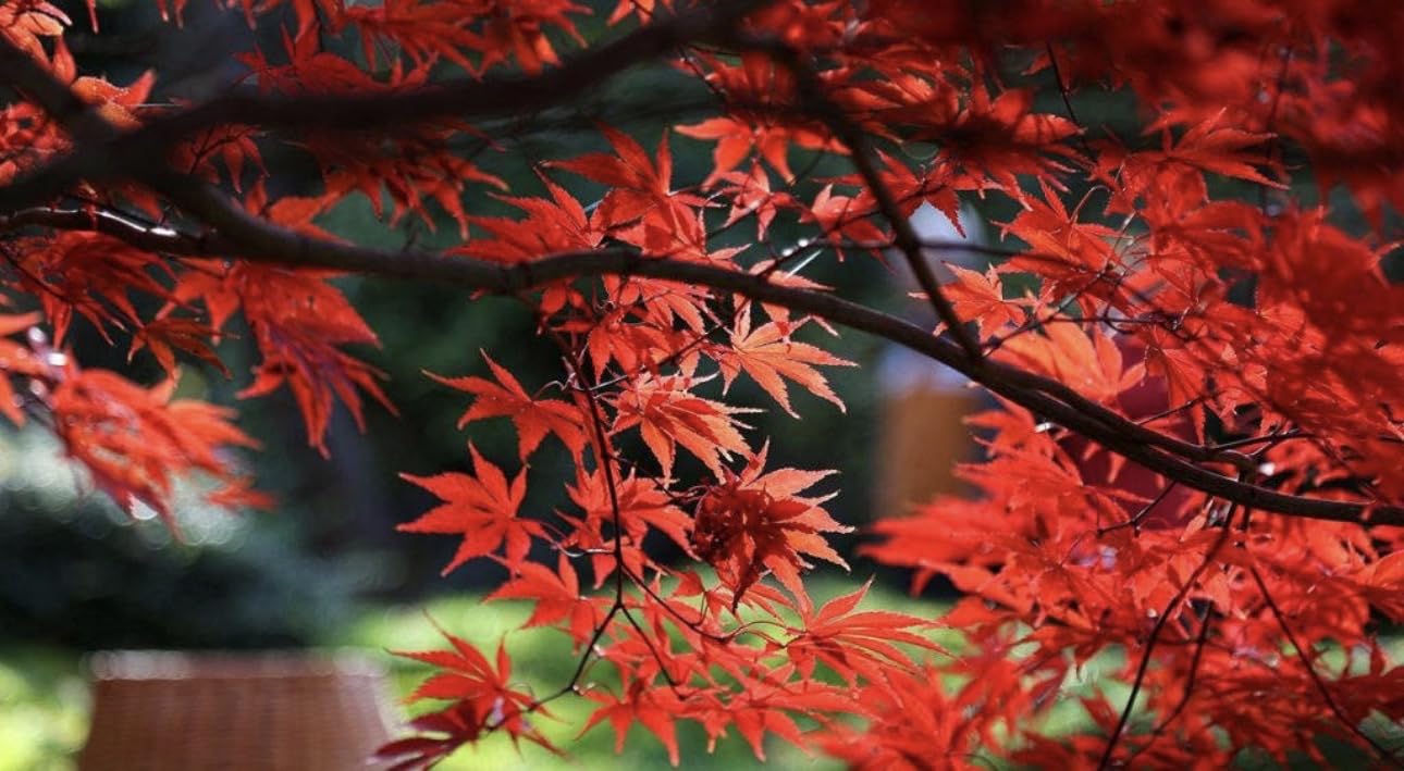 Bloodgood Red Japanese Maple Tree - 2 Year Live Plant - Acer palmatum 'Bloodgood' by - Japanese Maples and Evergreens