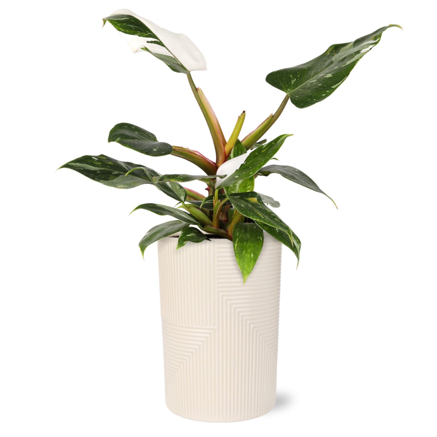 Green Circle Growers White Princess Live Indoor Plants in 5" Beige Rockefeller Pot, House Plant