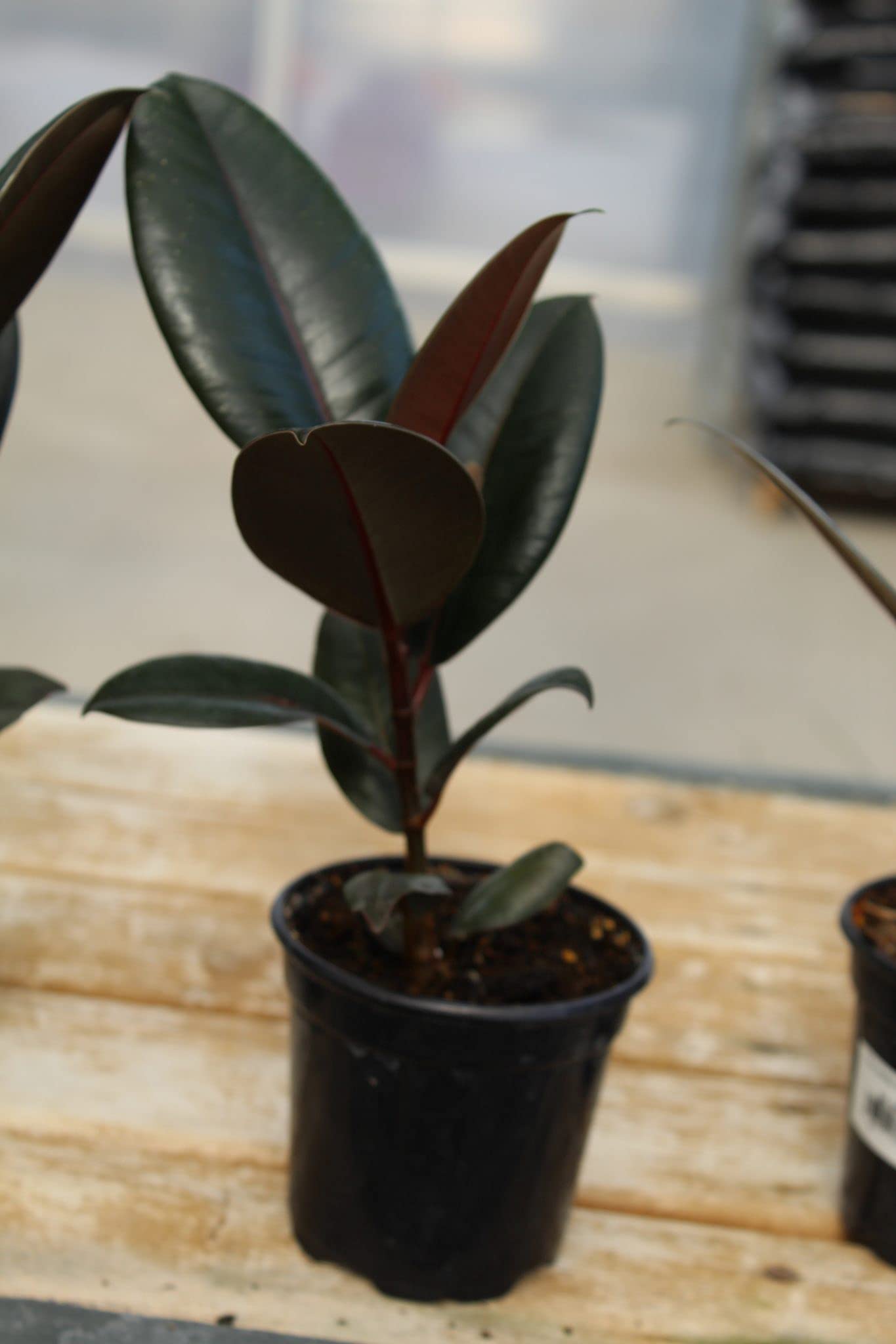 Rubber Plant - Live Plant in a 4 Inch Pot - Ficus Elastica “Burgundy” - Beautiful Easy Care Air Purifying Indoor Houseplant