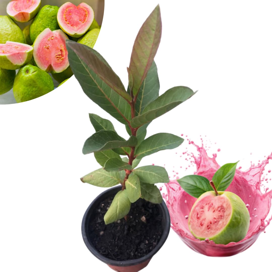Pink Guava Tree Live Plant, 3 to 6 Inc Tall, Well Rooted, 4 Months Old Guava Tree Seedling, Fragrant Guava for Planting, Cold Hardy